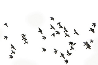 black birds flying in a white sky