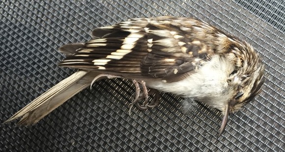 dead brown creeper bird