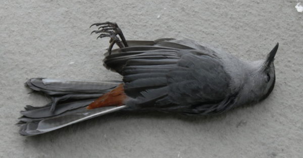 dead Gray Catbird