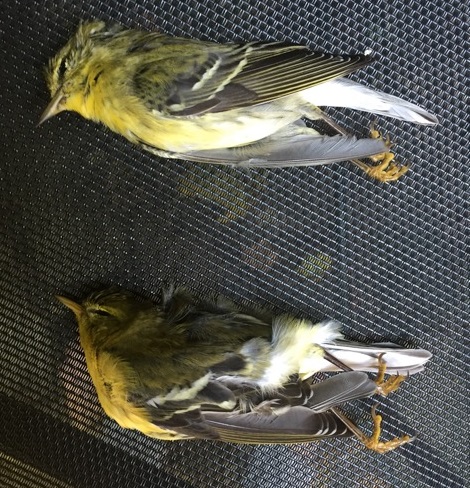 dead Blackpoll Warblers side-by-side