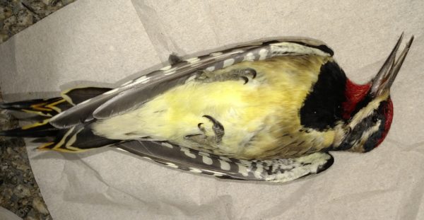 dead yellow-bellied sapsucker bird