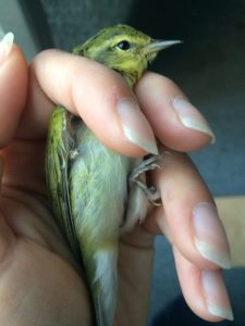live Tennessee warbler being held by a researcher