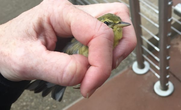 blackpoll warbler being held by a researcher