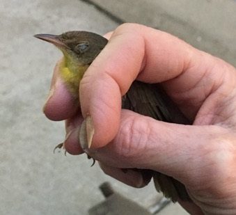 common yellowthroat bird being held by a researcher