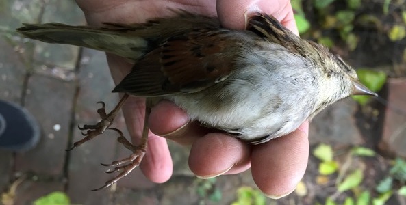 dead swamp sparrow