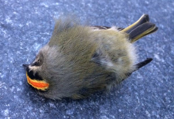 brown and grey bird with a red and yellow stripe on its head