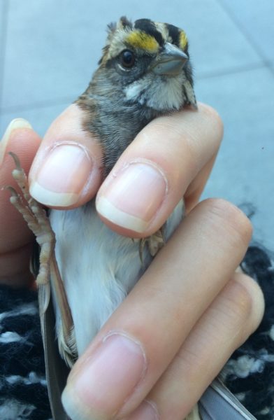 live bird being held be a researcher