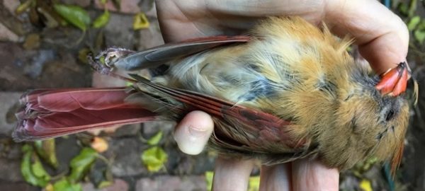 dead female northern cardinal