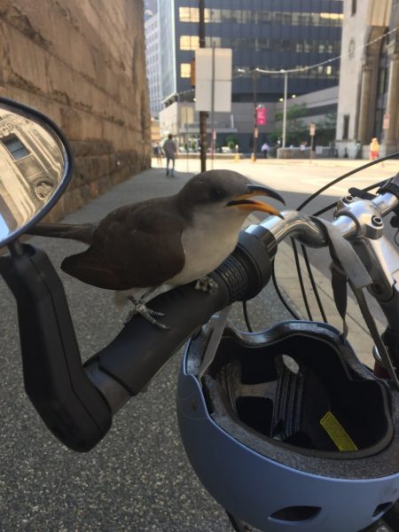 bird with a yellow beak sitting on bike handlebars